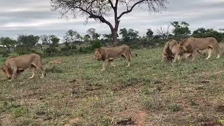 Ntsevu / Kambula Sub Adult Lions | 23 October 2023