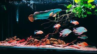 Most Beautiful Channa Barca Fish Tank | Friendly Snakehead in Aquarium