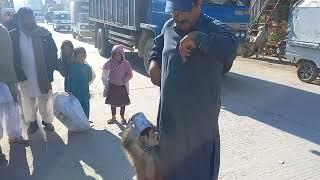 Monkey is dancing on the roadside and asking for money@muhammad ghiyas