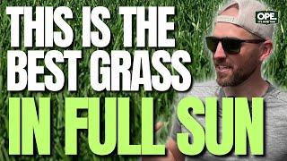 The BEST Grass for SUN | 6+ HOURS of Sun