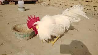 White Rooster | Discover With Noman