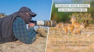 Filming Wild Foxes on the Canon EOS R6 | DESERTS OF INDIA Chapter 5 - CHILDREN OF SPRING