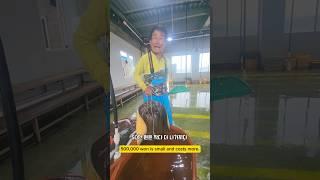 급 화제전환은 가오리가 최고지 #남해 #가오리 #경매장 #활어 #자연산