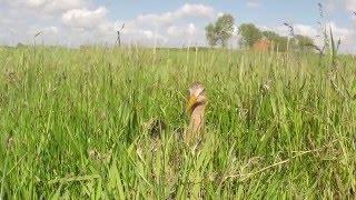 Plas-dras voor weidevogels - Noordwest Friesland