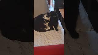 my cat dynamite & my dad's cat freddy are close lol #cat #pets