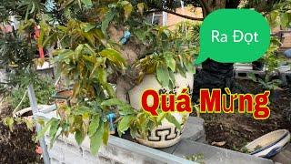 Những Cảm Xúc Lo Âu Buồn Vui Lẫn Lộn Khi Chơi Mai Bonsai