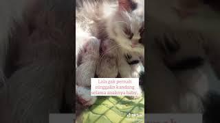 TIKTOK KUCING LUCU IMUT NGEGEMESIN