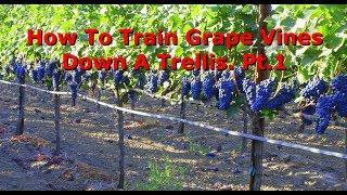 How To Train Grapes Pt.1 Con't. - Training Up To Your Trellis Wire