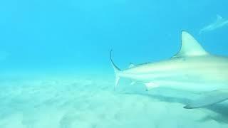 Blacktip Shark Migration 2019