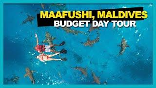 Maafushi Maldives SHARK SWIM REVIEW