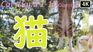 【猫×ジャズ1st~10th 総集編3時間】猫歩き 癒しの猫島 猫も子猫も仲良く一緒 Cat Island in JAPAN Omnibus. Japan’s paradise cat island