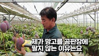 1200평 6년차 애플망고 농사 수익은? 망고도 샤인머스켓처럼 시장포화일까?