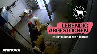 Im Schlachthof von nebenan: Lebendig abgestochen.