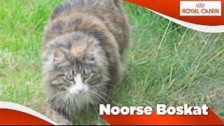 Noorse Boskat