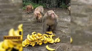 Monkeys are running around with bananas #monkeyvideo #swapanyt