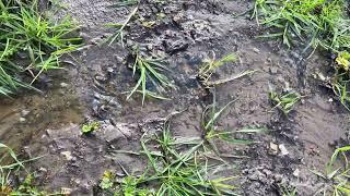 Water coming out of the ground after storm