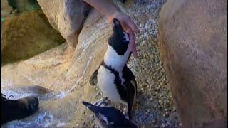 Early Hours: How a Museum Greets the Day | California Academy of Sciences