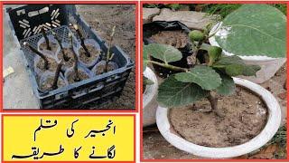 Tips For Growing Fig From Cutting | Qalam | How To Grow Fig Cutting At Home