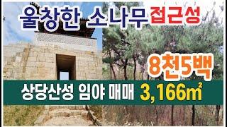 청주 상당산성 임야 매매 울창한 소나무와 접근성 좋은 산 매매 작은 투자로 나만은 힐링장소