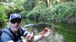 Crystal clear tiny river CHUB lure fishing