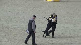 2022 IGP CACT Russia 42 Timofeeva Ekaterina 02 and Law Hanno Veto (Riesenschnauzer) С83