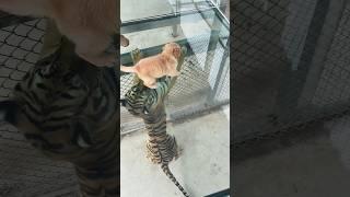 The puppy and the tiger are two very good friends #shorts #youtubeshorts #animals