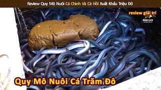 Review quy mô nuôi cá chình và cá hồi xuất khẩu trăm đô || Review Giải Trí Đời Sống