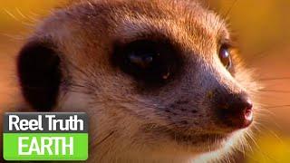 Birth of the Meerkat Pups | Ella: A Meerkat's Tale (BBC) | Nature Documentary | Reel Truth Earth