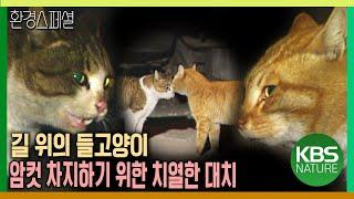 길 위의 들고양이, 암컷을 차지하기 위한 치열한 대치 [환경스페셜-신생태보고, 위기의 들고양이 그 공존의 길] / KBS 20020710 방송