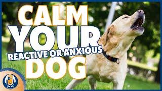 Calm Your Reactive Or Anxious Dog And Reduce Your Stress About Lunging, Barking, Growling