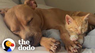 Tiny Kitten Meets His New Brothers And Falls In Love | The Dodo