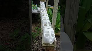 Cheap & Easy Gardening #reducereuserecycle  #garden