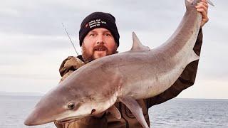 Shore caught Tope fishing Wales 2024 | big bass fishing moments in Wales | UK shark fishing | sea