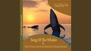 Song of the Whales: Authentic Nature Sounds (Music for Therapy, Deep Sleep, Meditation, Spa,...