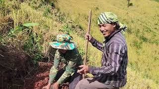 village life in laos helping our family harvest each other rice fields