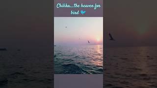 Chilika...the paradise for birds ️️...odisha.#shorts #ytshorts #short  #trending#chilikalake .