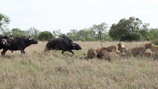 LIONS vs BUFFALO Bulls - A futile rescue attempt!