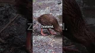 Amazing Facts about New Zealand (Part-2)