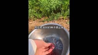 只有这样种的菠菜才能产量高！长势好！减少病害！↘️家庭菜园有机种植