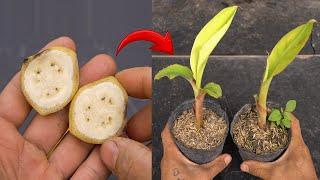 Video summary of 2 new techniques to propagate banana trees to bear fruit after 1 month