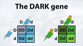 This is what the DARK GENE does to your budgie!