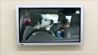 Tv ad for Thinkbox.tv - Harvey the dog. Very funny