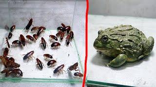 Bull Frog eating 100  Red runner roaches