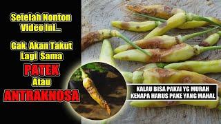 5 JURUS ATASI PATEK/ ANTRAKNOSA PADA CABE. Ternyata Gak Harus Pake Fungisida Mahal.