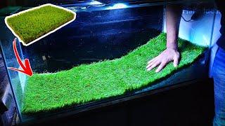 Fish Tank Decoration Ideas (With Artificial Grass) Fish Tank Setup