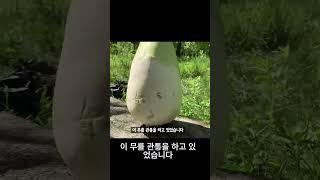 새총위력 살펴보기. 무를 관통하고 있었습니다