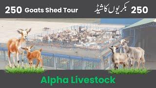 Goat Shed Tour  | Alpha Livestock