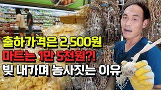 [마늘1부] 도대체 마늘 시세는 왜 30년 전과 똑같을까?