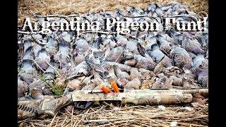 Great Pigeon Hunt in Argentina with the ShotKam!