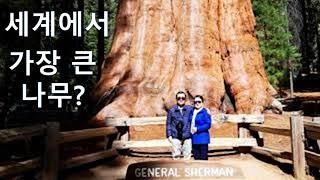 General Sherman Tree, Biggest tree in the World, 세계에서 가장 큰나무. Sequoia국립공원/미국여행/미서부여행/샌프란시스코 여행